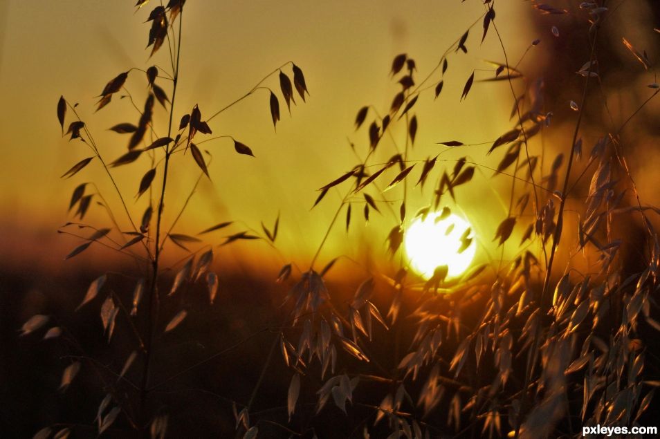 Sunset at the marsh