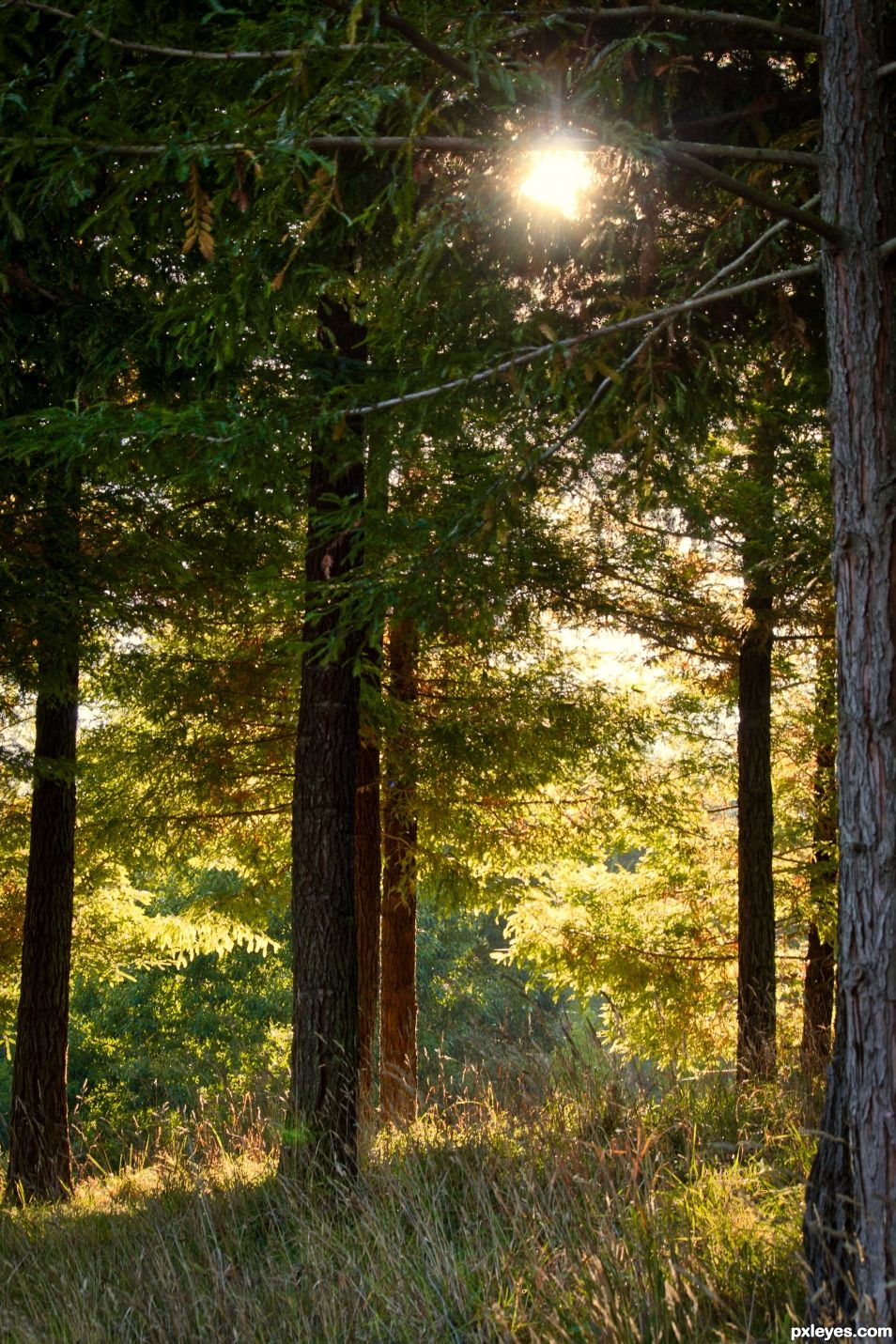 A sunny glade