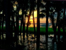 Setting sun through oak trees