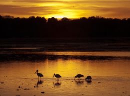 Feeding Spoonbills