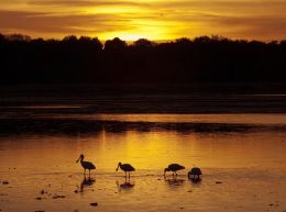 Feeding Spoonbills