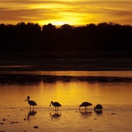 FeedingSpoonbills