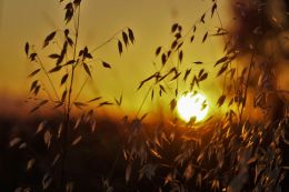 Sunset at the marsh