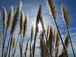 Pampas grass