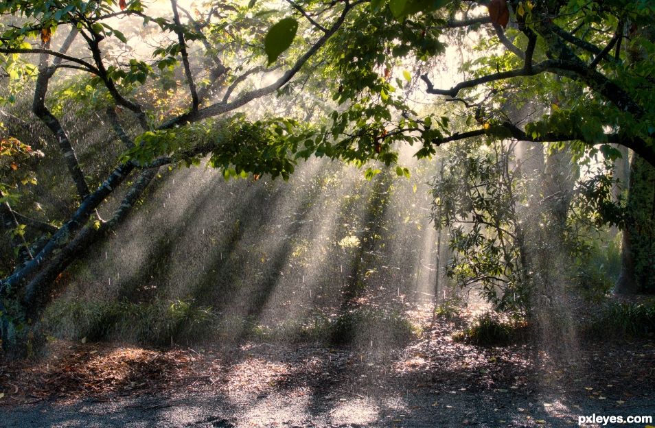 through the trees