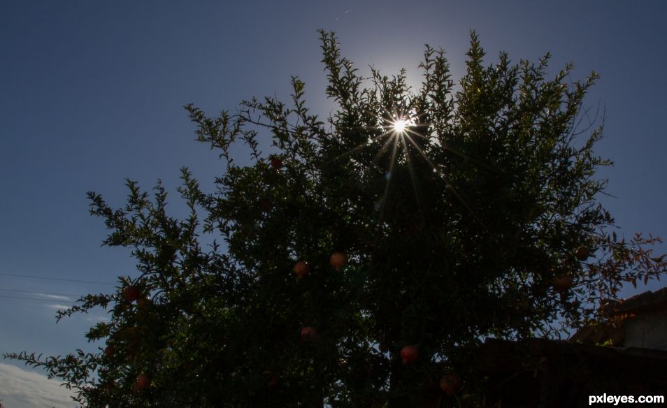 Sun overlooks the pomegranates