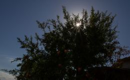 Sun overlooks the pomegranates