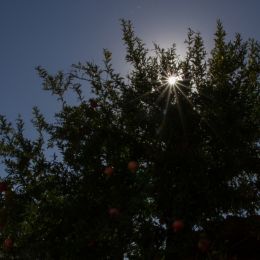 Sunoverlooksthepomegranates