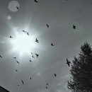 sun flare photography contest