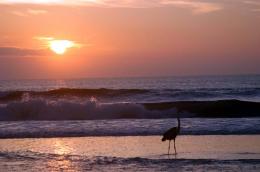 sunrise turtle watch