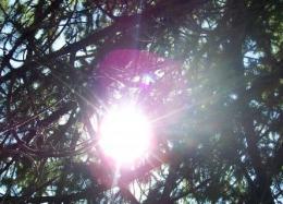 Sun Through Branches