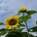 sunflower closeup source image