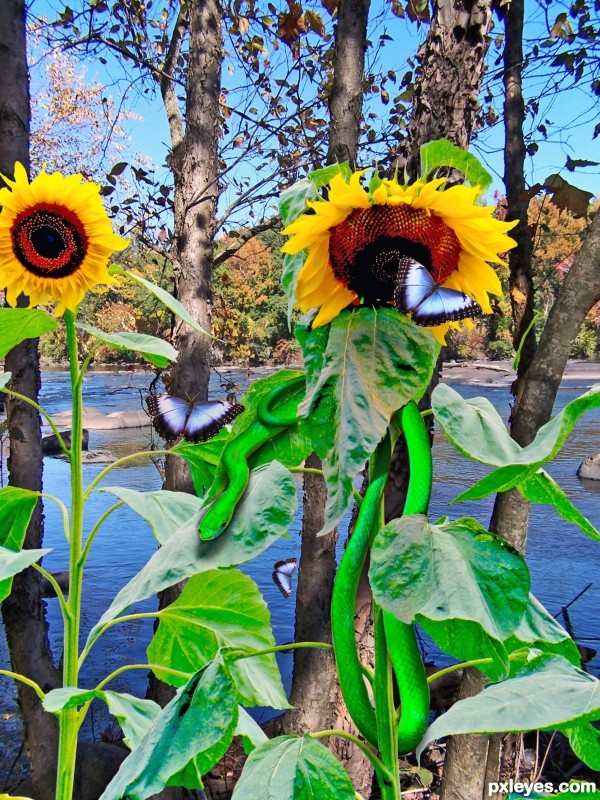 Saluda Sunflower Snake