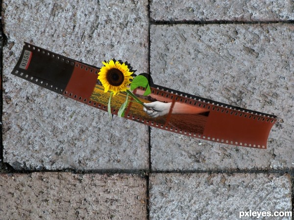 sunflowers