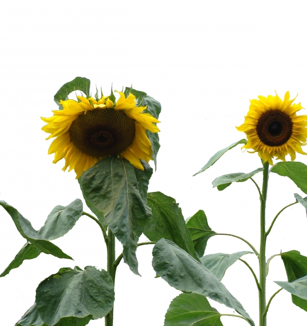 Creation of Sunset Flowers: Step 4