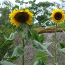 sunflowers source image