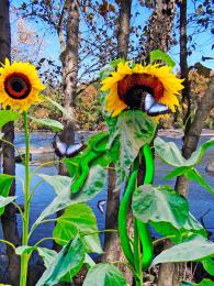 Saluda Sunflower Snake