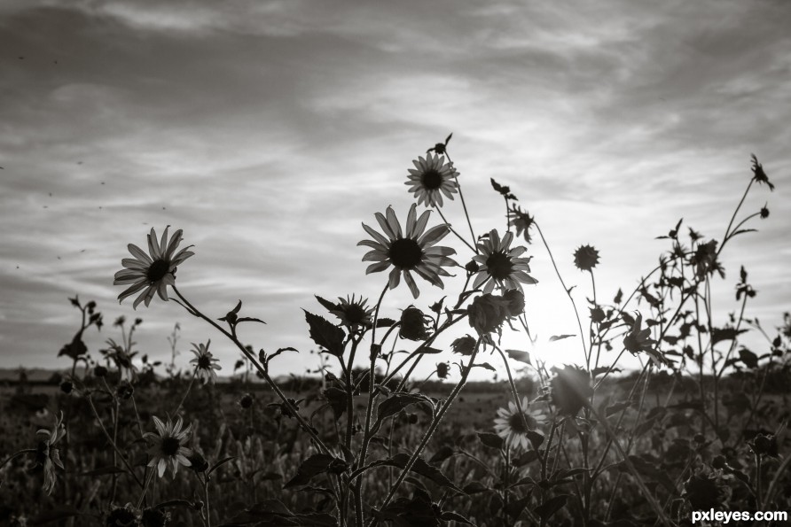 A Flowery Sunset