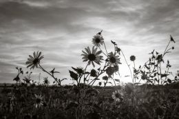 A Flowery Sunset