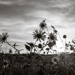 AFlowerySunset