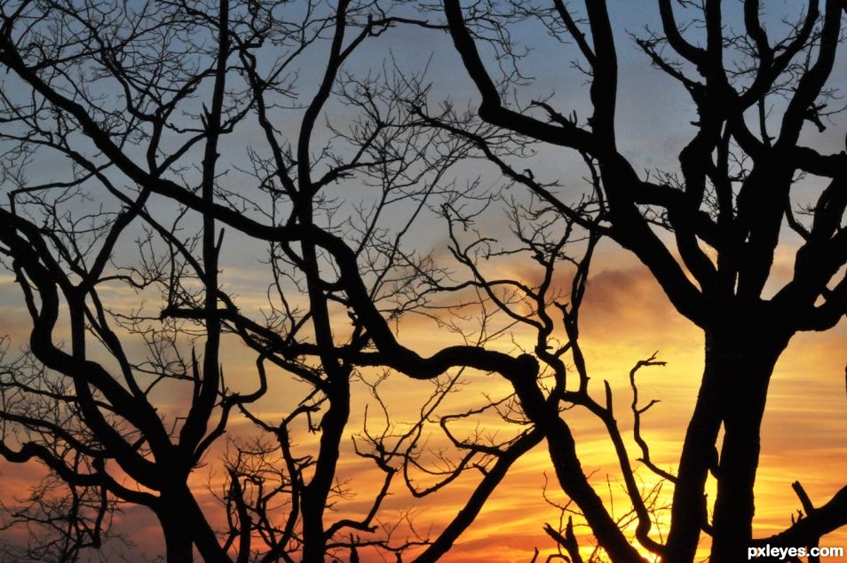 Sunset Behind the Branches