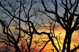 Sunset Behind the Branches