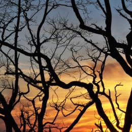 SunsetBehindtheBranches