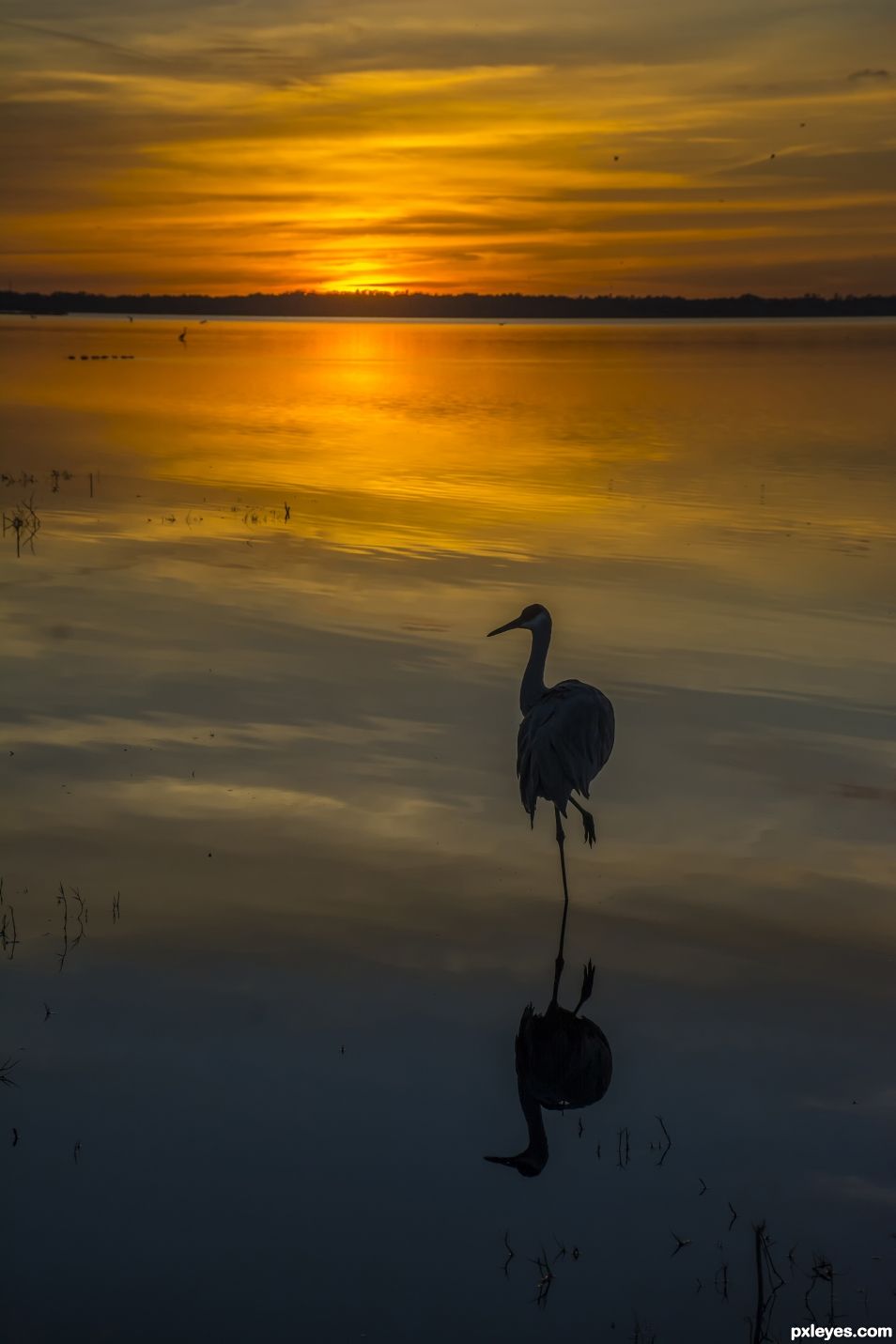 On one leg at sunset