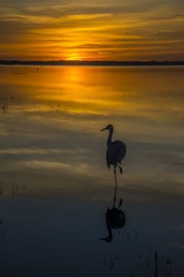 On one leg at sunset