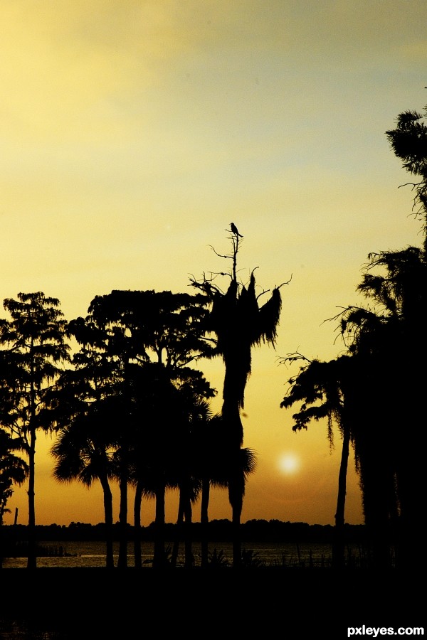 Cypress sundown