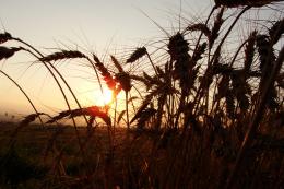 Sunset among wheat