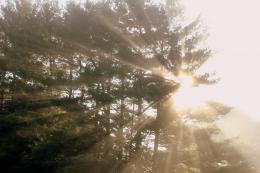 Sunset through trees