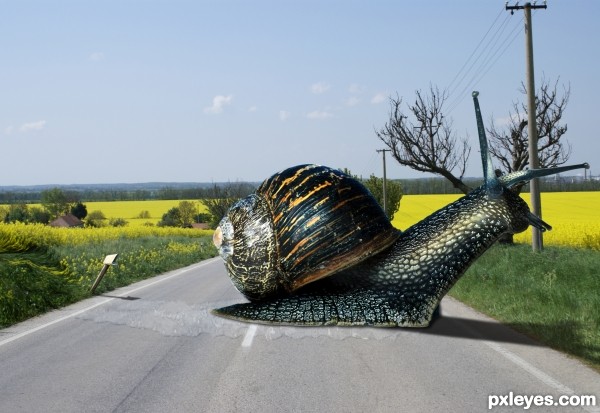 Snail