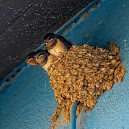 Swallow nest