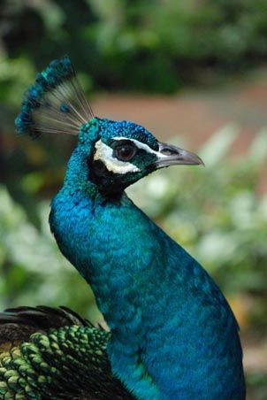 Creation of peacock dots: Step 1