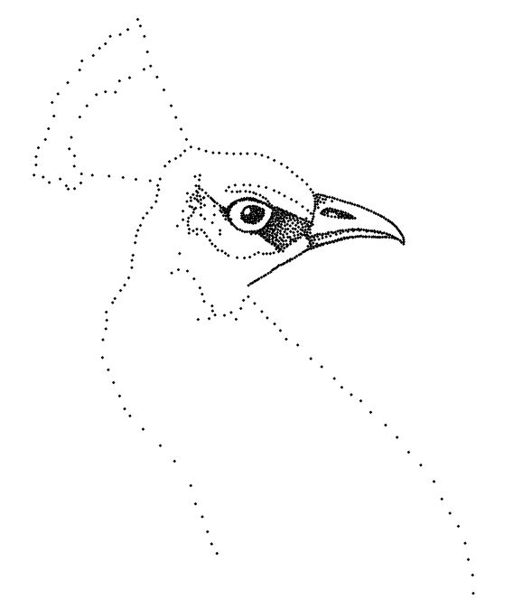 Creation of peacock dots: Step 3