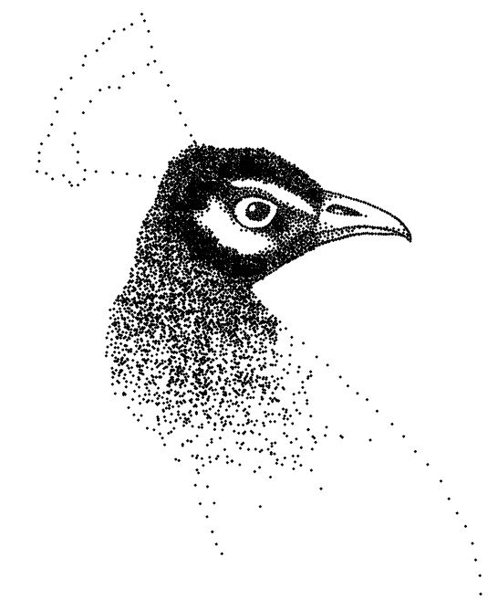 Creation of peacock dots: Step 5