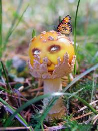 Shroom Head