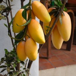 Lowhangingfruit