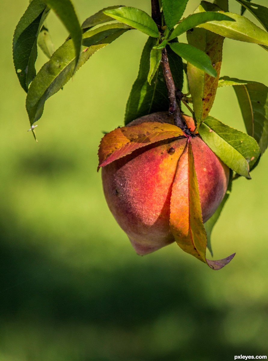 This peach is ready