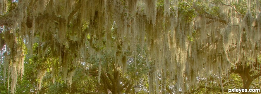 Spanish moss in an oak tree