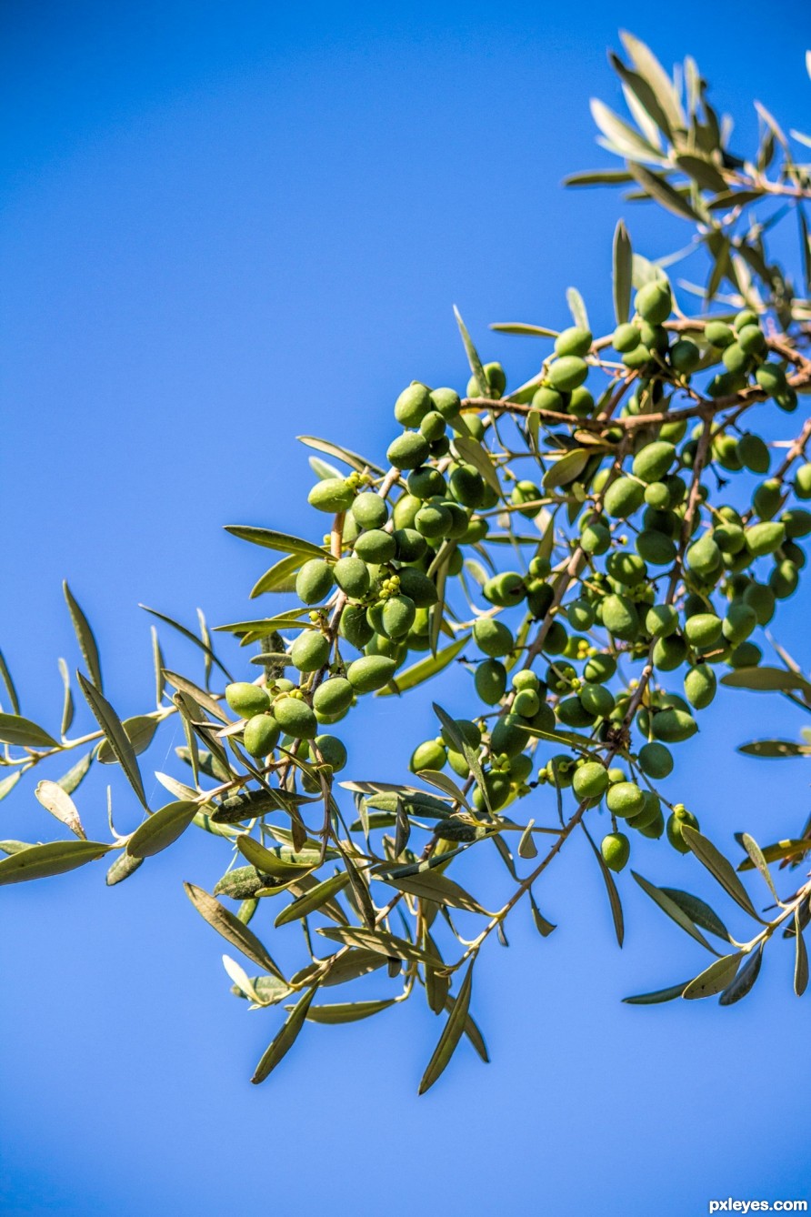 Olives on a 300 year old tree