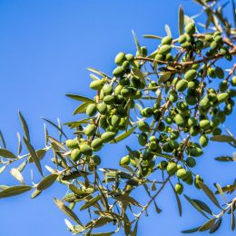 Olivesona300yearoldtree