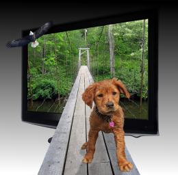 TV Bridge for Puppy Picture