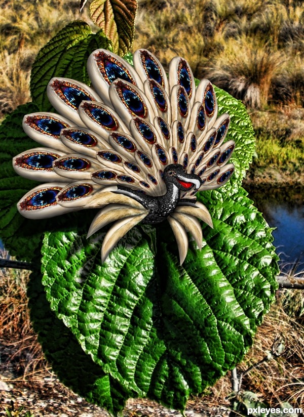 Creation of The Peacock Flower: Final Result