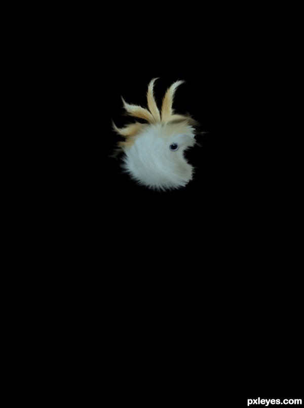 Creation of Cacatua: Step 3