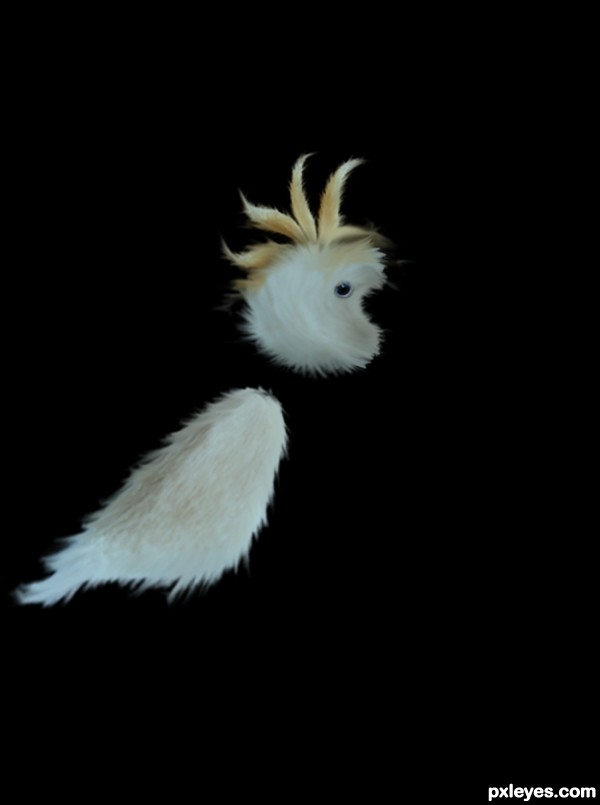 Creation of Cacatua: Step 4