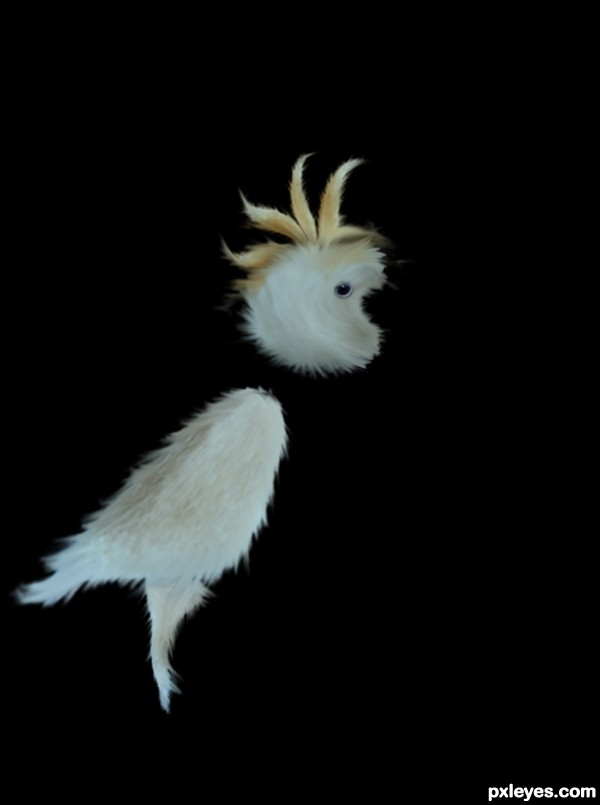 Creation of Cacatua: Step 5