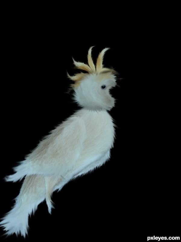 Creation of Cacatua: Step 6