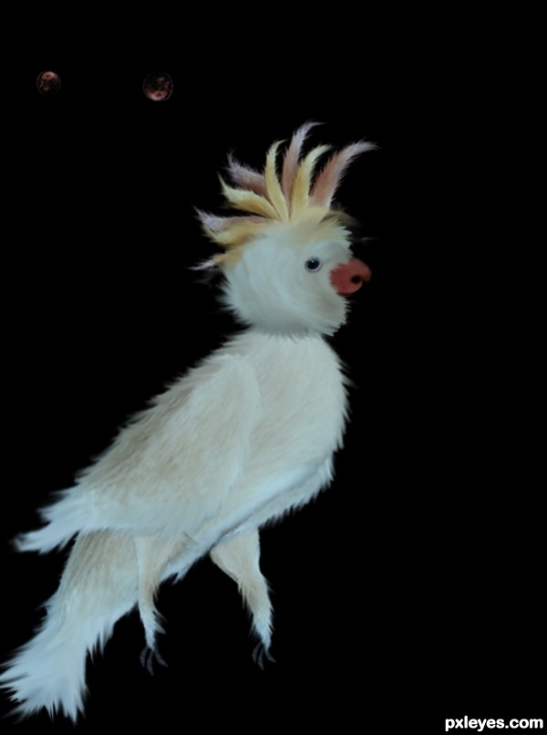 Creation of Cacatua: Step 9